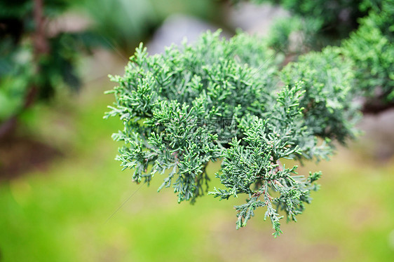 在一个植物园中美丽的柔和的长袍矮人爱好陶瓷生长园艺陶器植物花园植物群叶子图片