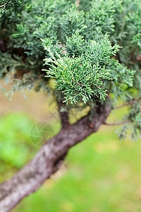 在一个植物园中美丽的柔和的长袍矮人植物松树爱好花园土壤陶瓷叶子园艺植物学图片