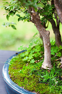 在一个植物园中美丽的盆子植物群制品陶瓷土壤陶器叶子花园植物植物学园艺图片