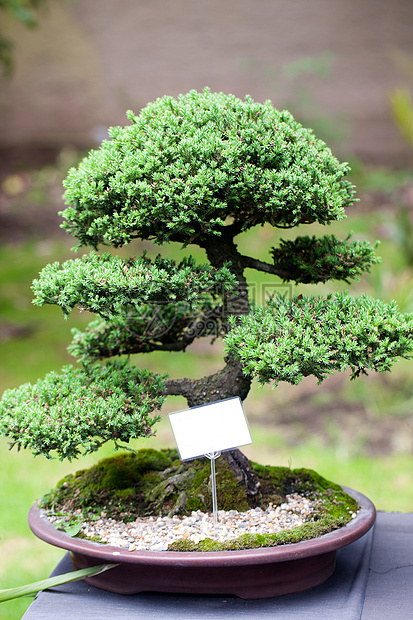 在一个植物园中美丽的柔和的长袍植物叶子树干生长松树土壤矮人植物群花园植物学图片