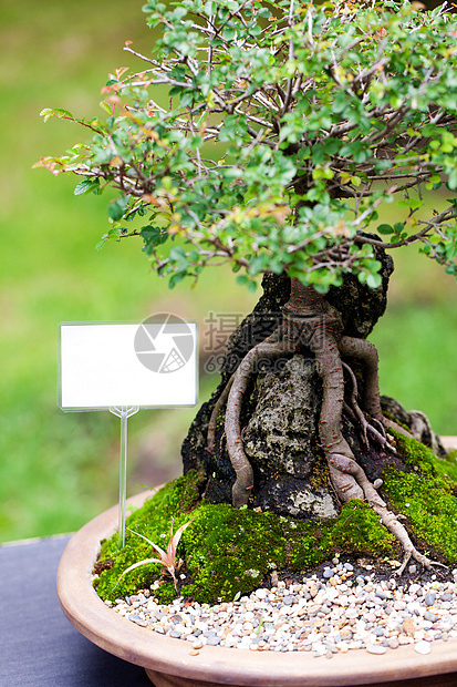 在一个植物园中美丽的盆子花园盆栽土壤陶瓷植物叶子生长爱好松树园艺图片