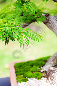 在一个植物园中美丽的盆子植物群花园园艺树干制品陶瓷叶子植物爱好植物学图片