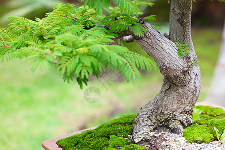 在一个植物园中美丽的盆子植物学园艺叶子生长陶器松树花园矮人陶瓷树干背景图片