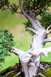 在一个植物园中美丽的柔和的长袍陶器陶瓷矮人松树花园植物爱好植物群盆栽树干图片