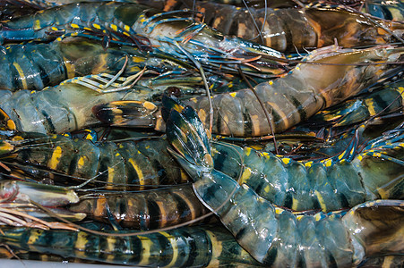 泰国市场上的虾虾和其他海产食品市场动物触手杂货店灰色摊位旅行餐厅贝类农民红色图片