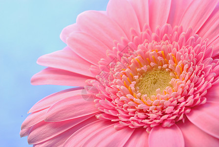 粉红色的梅花花季节花园植物群框架生活格柏植物学生长花瓣礼物图片