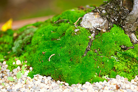 树根和苔苗生长环境岩石树干树木植物叶子苔藓地面晴天图片