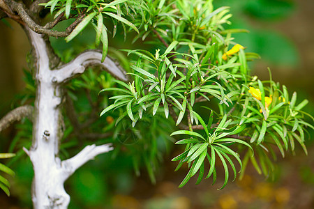 在一个植物园中美丽的盆子松树土壤生长植物学盆栽植物群叶子陶瓷花园园艺图片