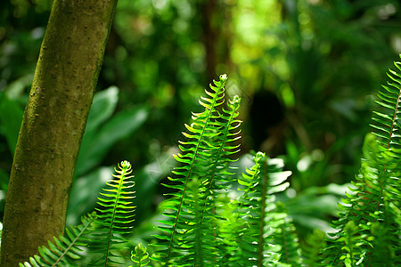 在雨林中发芽蕨类园艺叶子食物植物学植物群植物异国生长花园图片