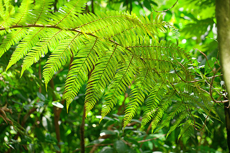 丛林中的树木和椰枣树荒野雨林植物群热带公园环境森林阳光木头生长图片