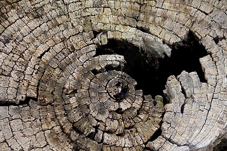 木材圆环设计图片