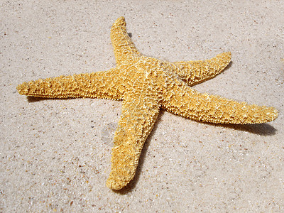 海滩上的海星黄色支撑蓝色旅游假期天堂星星旅行热带颠簸图片