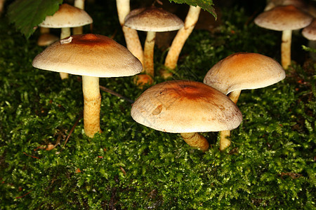 硫磺图夫Hypholoma外表蘑菇植物树桩森林灰色黄色橙子棕色苔藓环境图片
