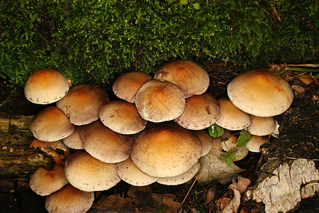 硫磺图夫Hypholoma外表环境蘑菇橙子植物灰色森林宏观苔藓黑色白色图片