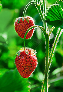 草莓饮食小吃季节宏观市场浆果生态甜点水果种子图片
