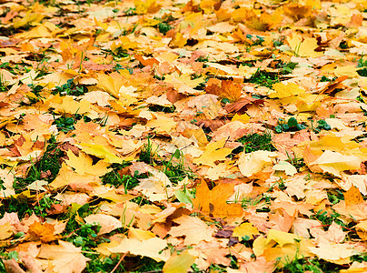 秋天林草上落叶图片