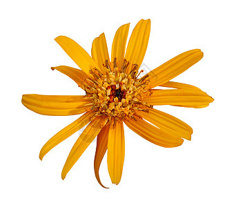 Rudbeckia 孤立于白色背景图片