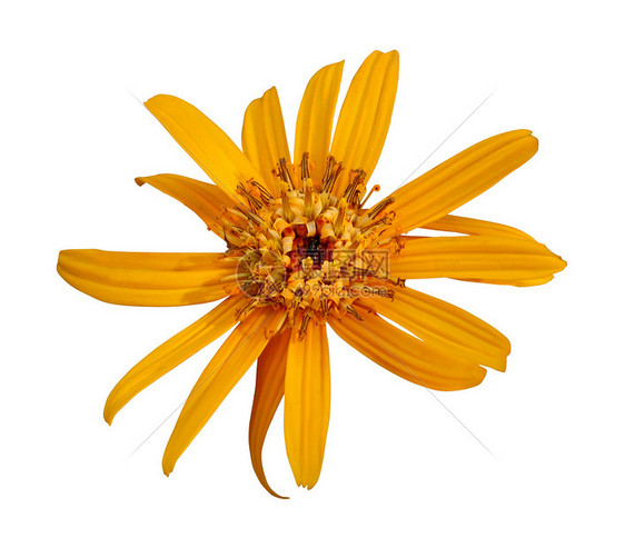 Rudbeckia 孤立于白色背景图片