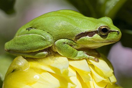 欧洲树青蛙野生动物生物学乔木身体异国雨蛙动物群热带环境生物背景图片