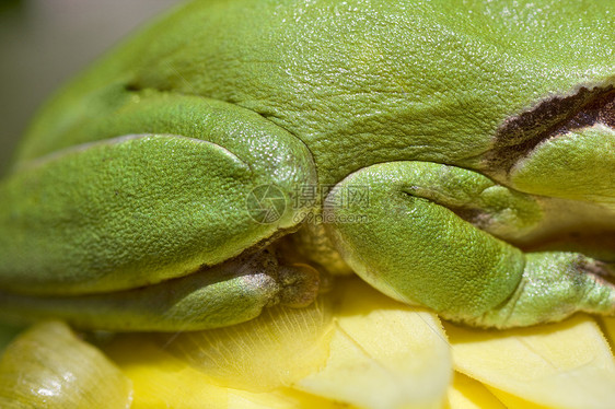 欧洲树青蛙身体宏观动物群乔木生物野生动物绿色异国荒野动物图片