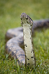 Boa 嗅闻捕食者宠物动物学生物蟒蛇生物学曲线野生动物动物园异国图片