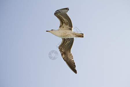 飞行中的海鸥荒野空气蓝色翼展航班动物翅膀少年天空晴天图片