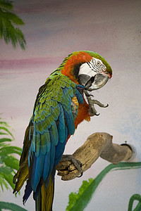 红金刚鹦鹉蓝色红色动物金刚鹦鹉动物群动物园翅膀绿色热带羽毛图片
