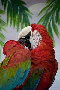 红金刚鹦鹉翅膀热带羽毛蓝色金刚鹦鹉动物囚禁绿色动物园鸟类图片