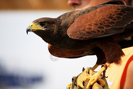 手套上的金鹰食肉培训师棕色动物群猎物捕食者动物园爪子羽毛动物图片
