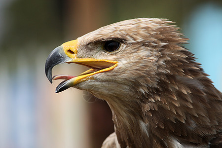 金鹰头棕色动物园猎人捕食者黄色动物猎物食肉动物群爪子图片