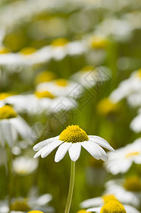 Chamomille花田场地花园草药草地国家荒野洋甘菊叶子植物甘菊图片