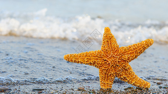 海星上岸海滩星星支撑海洋生活假期旅行气候热带野生动物图片