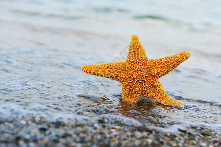 海星上岸海滩海岸线冲浪阳光波浪假期星星野生动物旅行生活图片