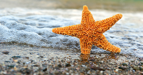 海星上岸海岸波浪星星气候阳光天堂野生动物生活热带海景图片