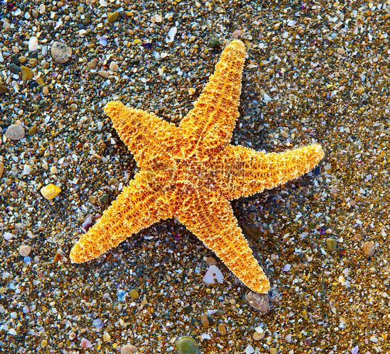 海滨海星阳光海岸生活星星野生动物旅行冲浪热带气候海滩图片