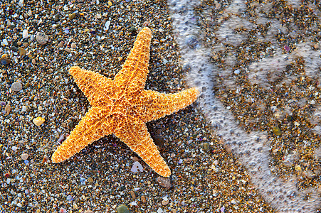 海滨海星星星海滩阳光生活海星海岸线海景冲浪支撑天堂图片