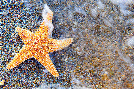 海滨海星星星气候野生动物海岸海岸线海景波浪生活热带支撑图片