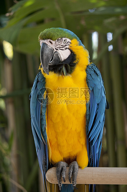 蓝黄色Macaw金刚鹦鹉翅膀动物园羽毛蓝色荒野野生动物鸟类鹦鹉热带图片