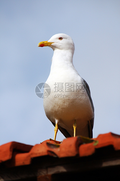 黄腿海鸥动物群野生动物黄色海洋身体鸥科动物生物海鸟荒野图片