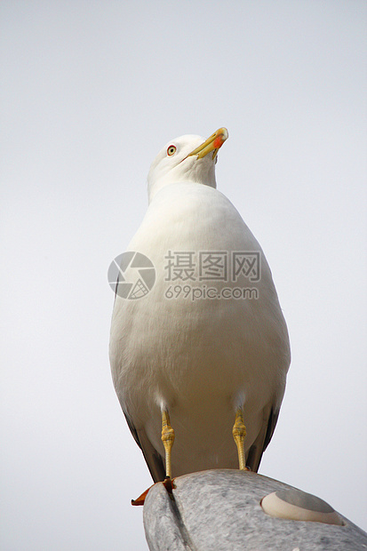 黄腿海鸥鸥科动物群生物海鸟羽毛银色野生动物天空海洋荒野图片