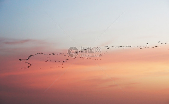 日落时移徙家庭天空飞行航班美丽野生动物团体橙子迁移鸟类图片