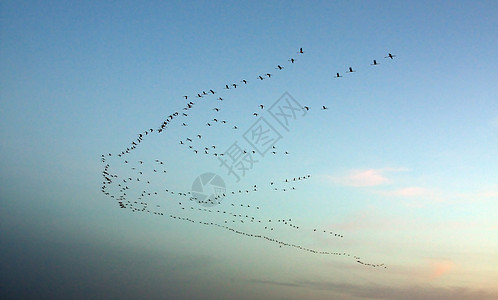 日落时移徙飞行野生动物团体天空航班美丽鸟类家庭移民路线图片