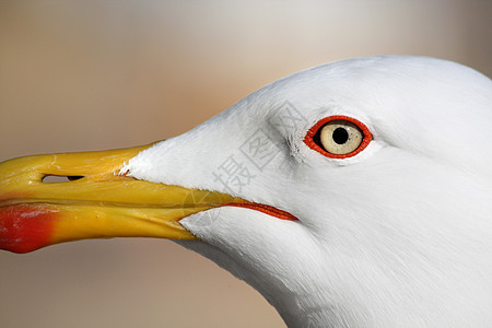 海鸥鸟支撑动物黄腿野生动物白色海鸟黄色海洋生物银色图片