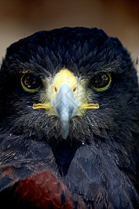 黄金角头动物园食肉棕色翅膀羽毛动物动物群捕食者账单猎物图片