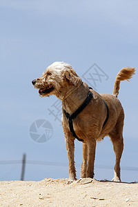 海滩上的狗狗小狗棕色哺乳动物犬类街道身体动物太阳猎犬朋友图片