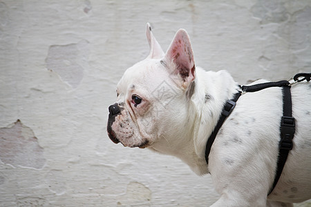 法国斗牛犬衣领动物街道宠物乐趣犬类耳朵黑色皱纹朋友背景图片
