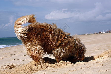 挖狗动物宠物棕色哺乳动物朋友犬类太阳猎犬小狗身体图片