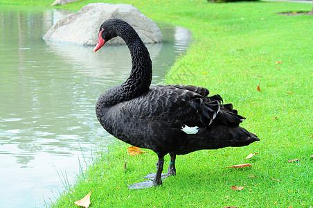 游泳池的黑天鹅黑色羽毛红色野生动物天鹅场景脖子荒野鸟类图片