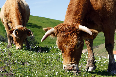 吃草的牛牛哺乳动物天空喇叭动物场地农村乡村地面牧场奶牛图片