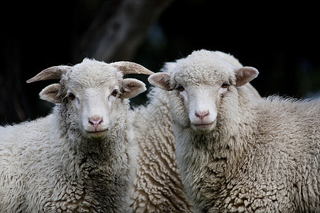 爱心绵羊草原乡村哺乳动物农村动物牧场农场家畜羊毛羊肉图片